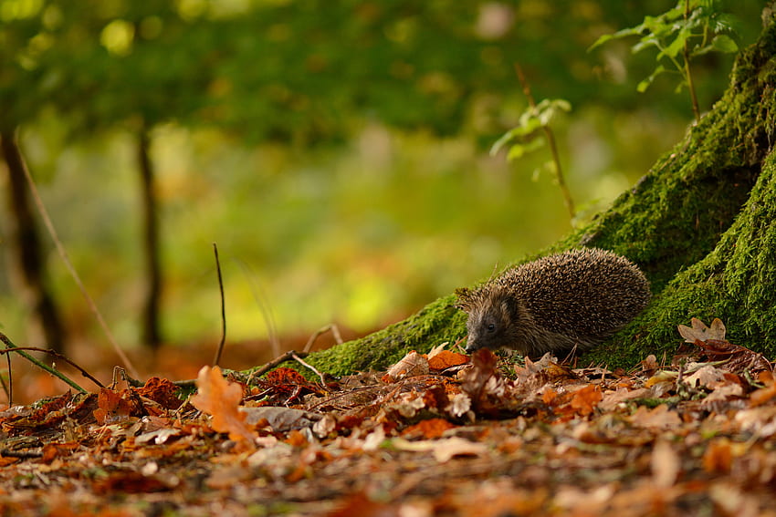 Animals, Trees, Autumn, Leaves, Animal, Moss, Hedgehog HD wallpaper