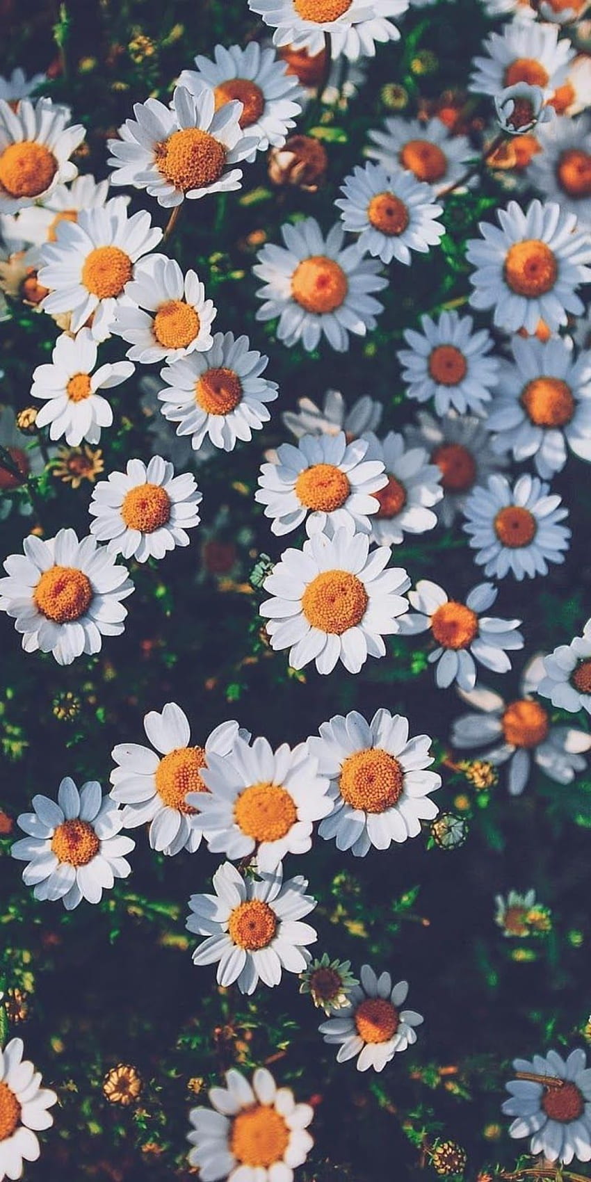 IPhone . Blume, Gänseblümchen, Pflanze, Oxeye Daisy, Blumen, Kamille HD-Handy-Hintergrundbild