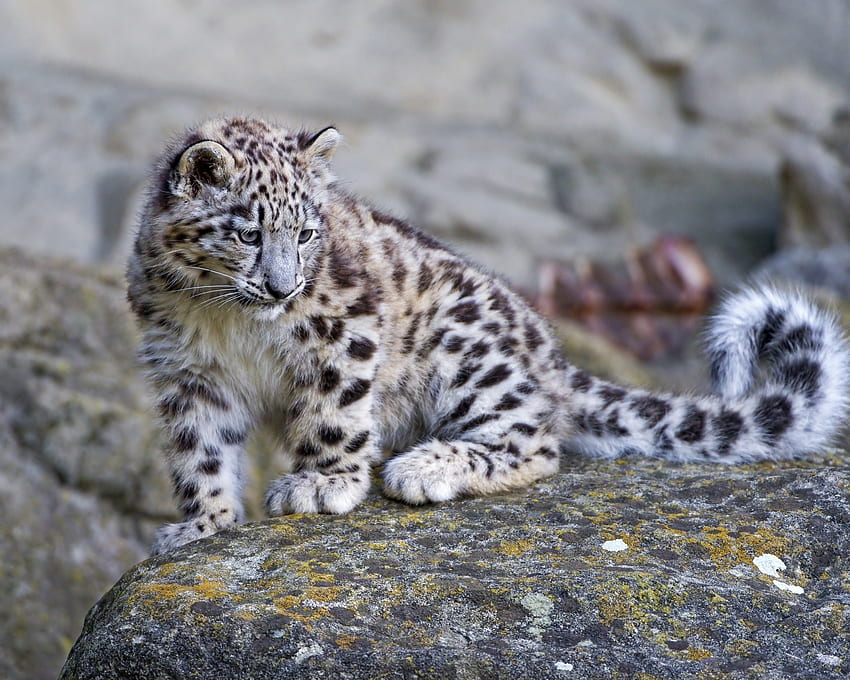 Animais, Pedras, Snow Leopard, Predador, Big Cat, Musgo papel de parede HD