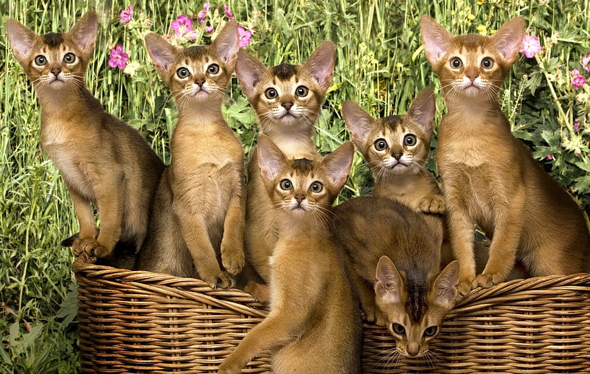 Kittens in the Basket, cute, Cat, Animal, Kitten HD wallpaper