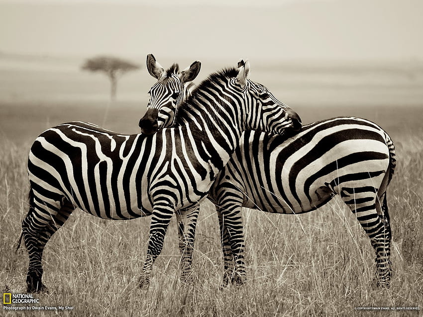 1920x1080 Zebra Black And White 4k 5k Laptop Full HD 1080P HD 4k Wallpapers  Images Backgrounds Photos and Pictures