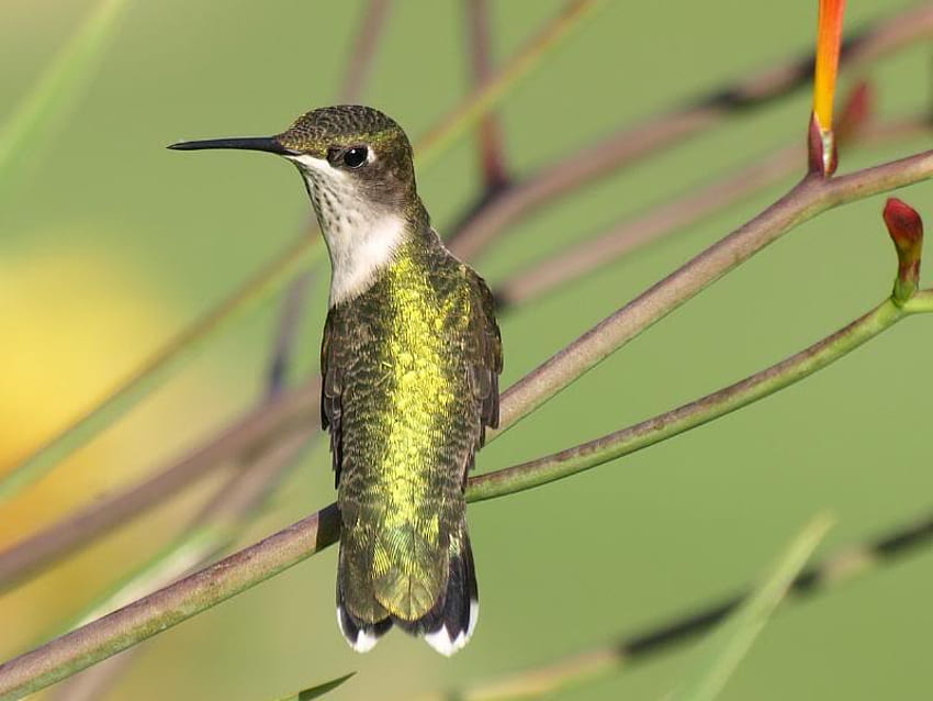 Hummingbird Resting, hummingbird, bird, lime, limbs HD wallpaper