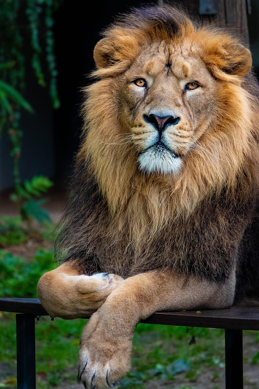 動物, ライオン, 捕食者, 大きな猫, 視力, 意見, 動物, 百獣の王, 百獣の王 HD電話の壁紙