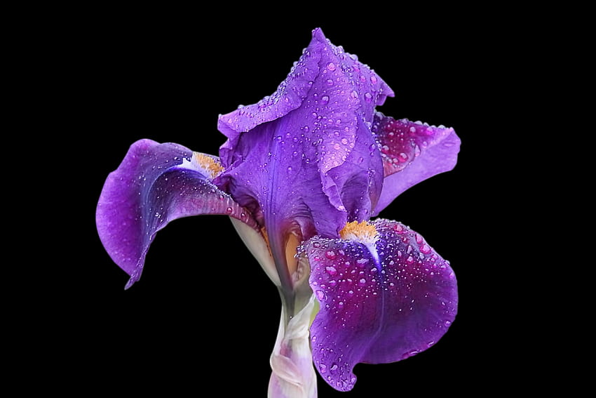 Iris, fleurs, bleu, gouttes, portrait Fond d'écran HD