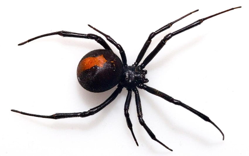 Black Widow Spiders HD wallpaper | Pxfuel