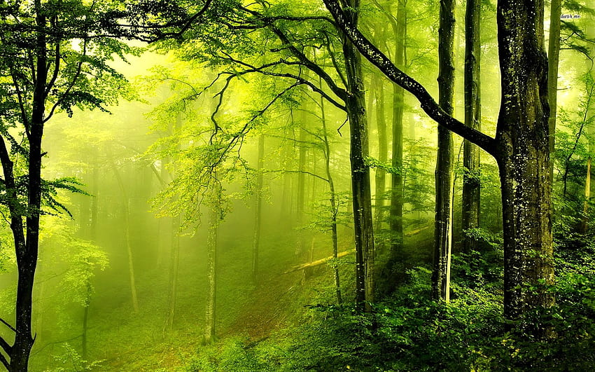 เขียวขจี รังสี สีเขียว ป่าไม้ ธรรมชาติ หมอกควัน ดี วอลล์เปเปอร์ HD