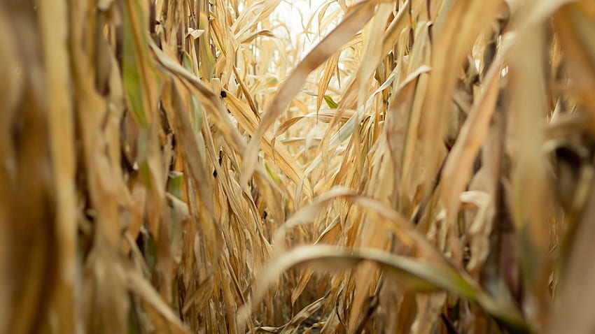 ladang jagung keren - Wallpaper HD