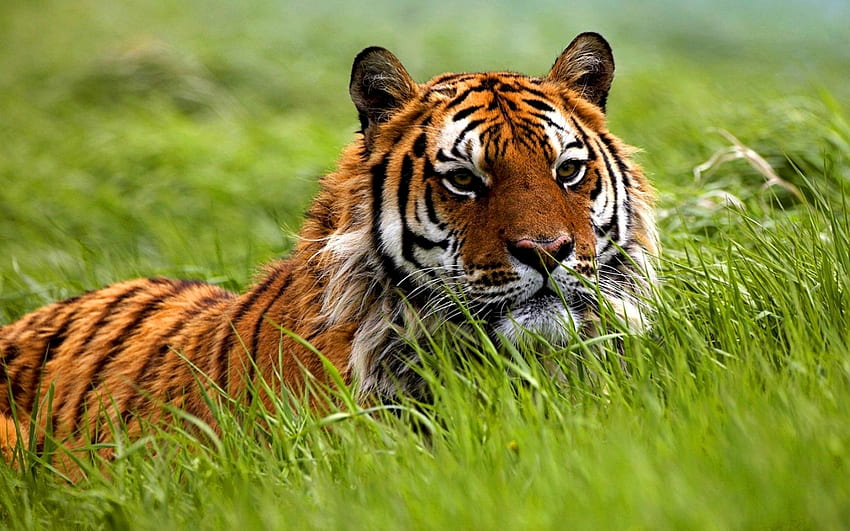 Animals, Tigers HD wallpaper | Pxfuel