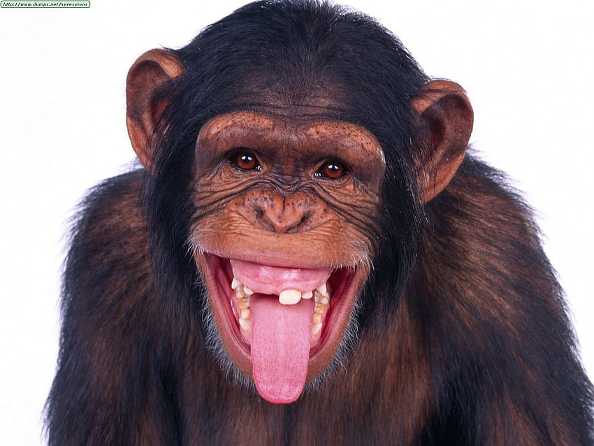 Нахално шимпанзе, животно, примат, весели животни, нахално, лице, смешно, шимпанзе HD тапет