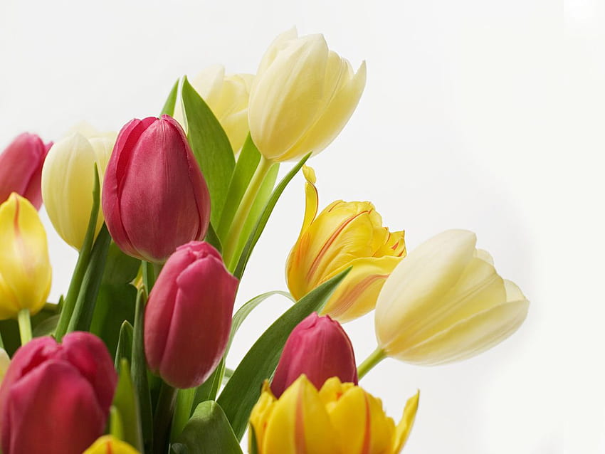 Tulips, white, yellow, red, flowers, beauty HD wallpaper