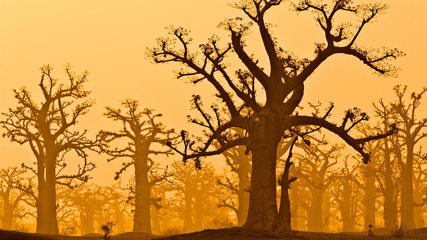 Baobab-Bäume in der Nähe von Bandia Wildlife Reserve im Senegal - Bing HD-Hintergrundbild