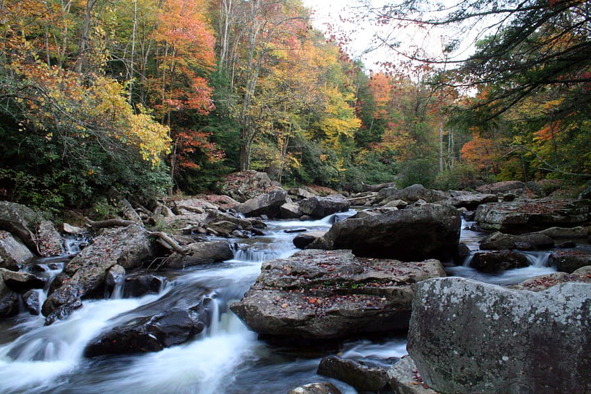 Fluss, Bäume, Strömung, Steine HD-Hintergrundbild