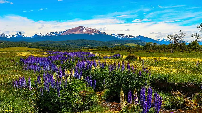 Meadow along the Carretera Austral in Patagonia, South America, landscape, wildflowers, sky, mountains, clouds HD wallpaper