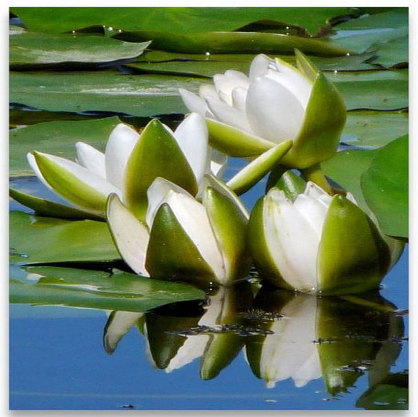 водна лилия, бяло, отражение, езерце HD тапет