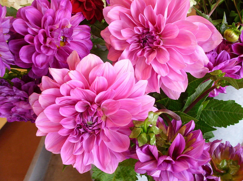 ดอกไม้, สดใส, ช่อดอกไม้, Dahlias วอลล์เปเปอร์ HD
