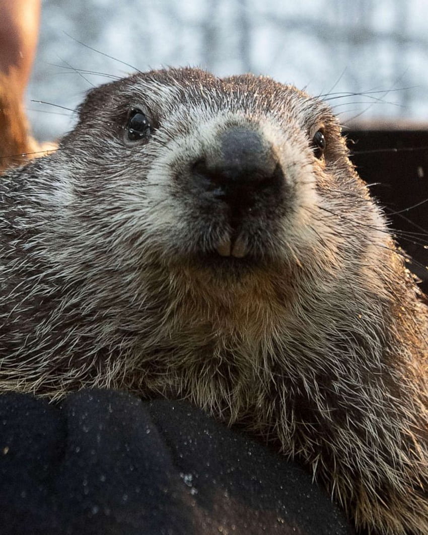 Punxsutawney Phil predicts 6 more weeks of winter after seeing his shadow at virtual ceremony, Happy Groundhog Day HD phone wallpaper