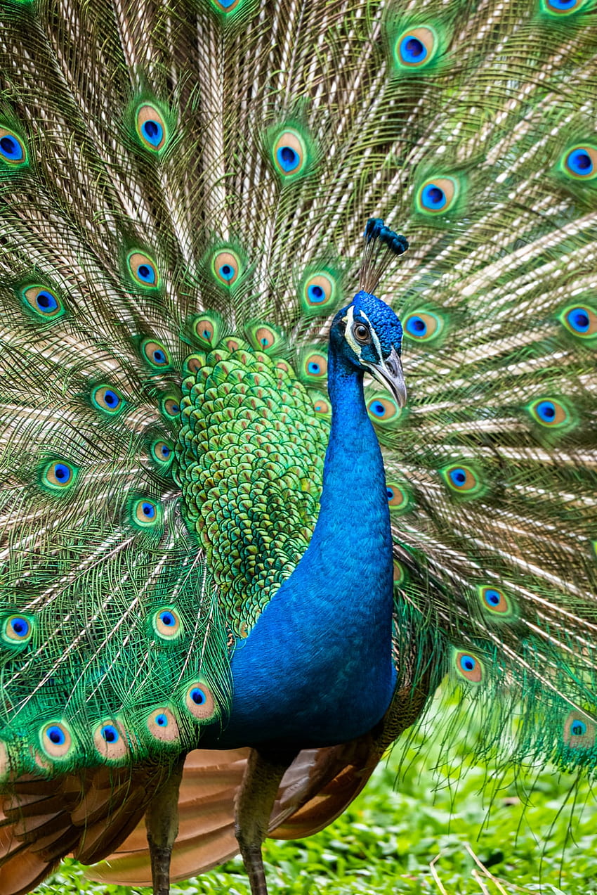 Peacock [], Beautiful Peacock HD phone wallpaper | Pxfuel