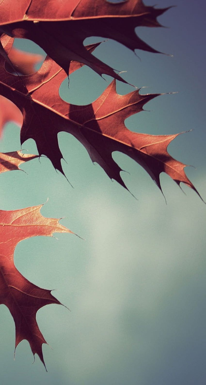 Fall Oak Leaves - The iPhone HD phone wallpaper