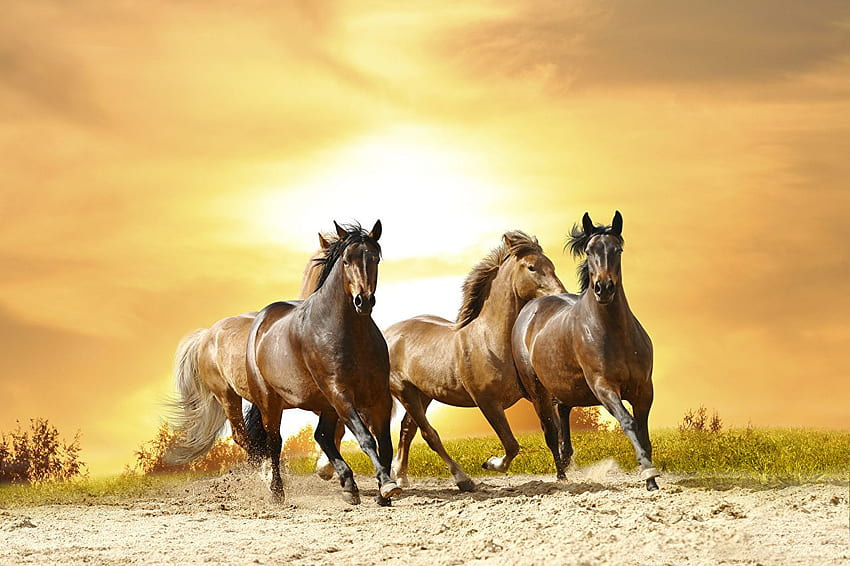 horse Run Three 3 animal, Running Horse HD wallpaper