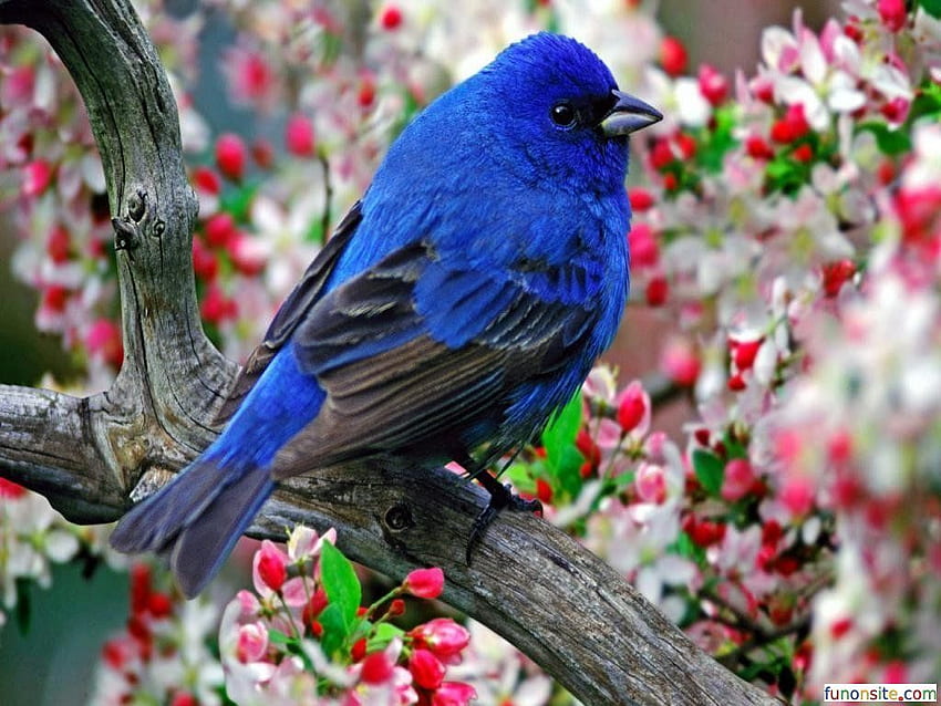 Oiseau moineau coloré. Animal. Bel oiseau, oiseaux, oiseau, oiseau mignon printemps Fond d'écran HD