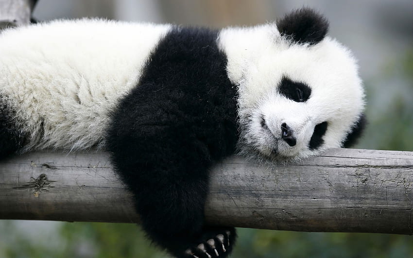 sleeping panda, , cute animals, panda HD wallpaper