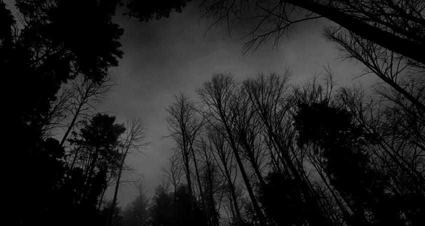 Black And White Forest, Dark Tree HD wallpaper