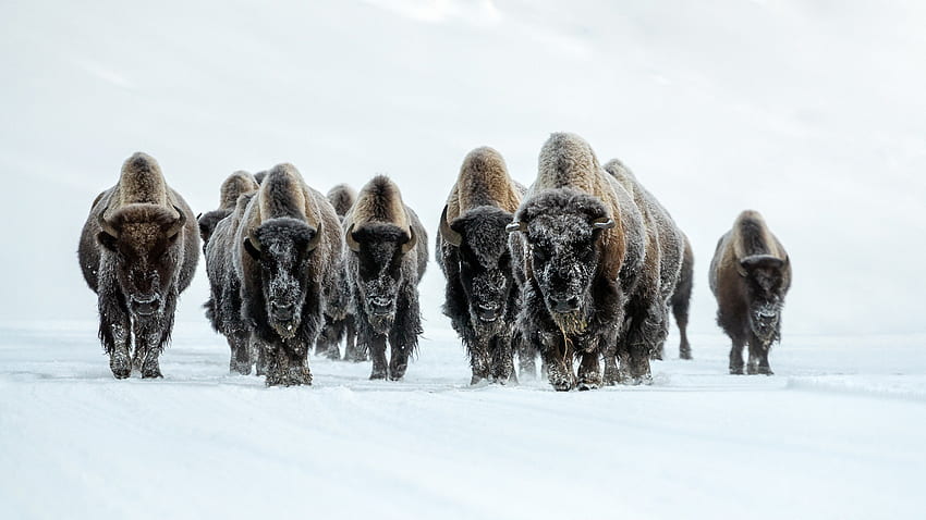 Group Of Buffalos Are Standing In Snow Field Animals HD wallpaper