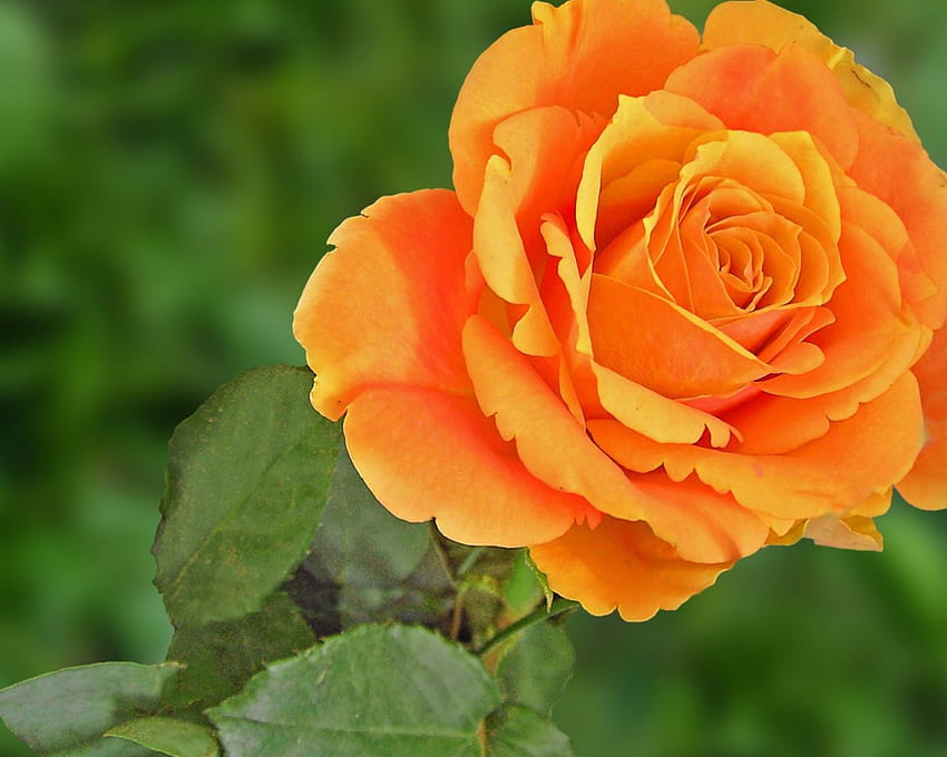 Rose orange, fleurs, roses Fond d'écran HD