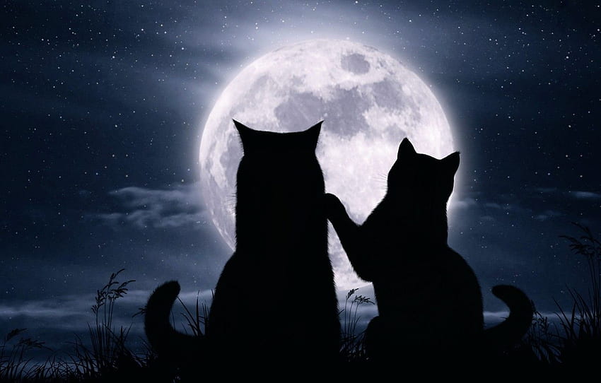 cats, night, the moon, romance, stars for, Romantic Moon HD wallpaper
