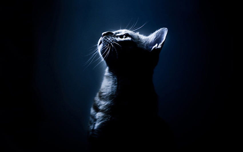 Черна котка, красиви черни котки HD тапет