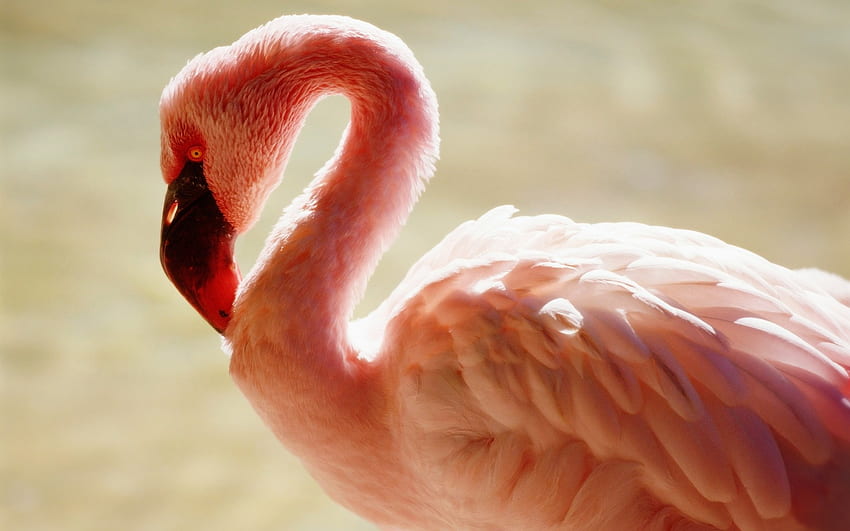 Flamingo, pink, feathers, bird, nature HD wallpaper