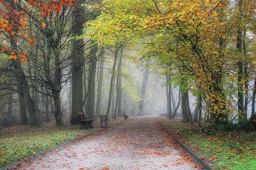 나무: 공원 플랑드르 가을 나무 벨기에 안개 Meise 지역 자연, 벨기에 풍경 HD 월페이퍼
