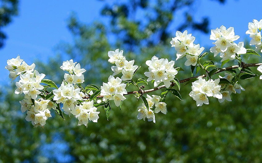Jasmine, branch, white, blooms HD wallpaper