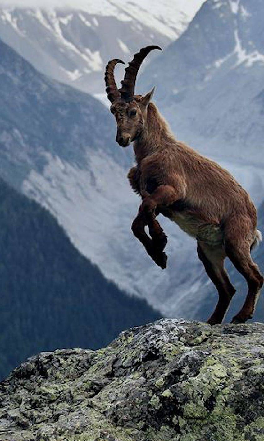 goat, Mountain Goat HD phone wallpaper