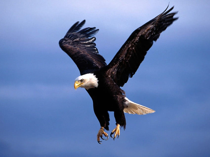 Eagle Flying HD wallpaper