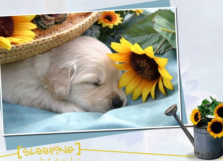 Mr. Cute, dog, puppy, pup, cute, sunflower HD wallpaper