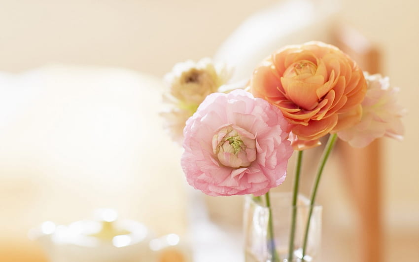 Schönheit der Blüten, Vase, Blumen, Frühling, Zimmer HD-Hintergrundbild