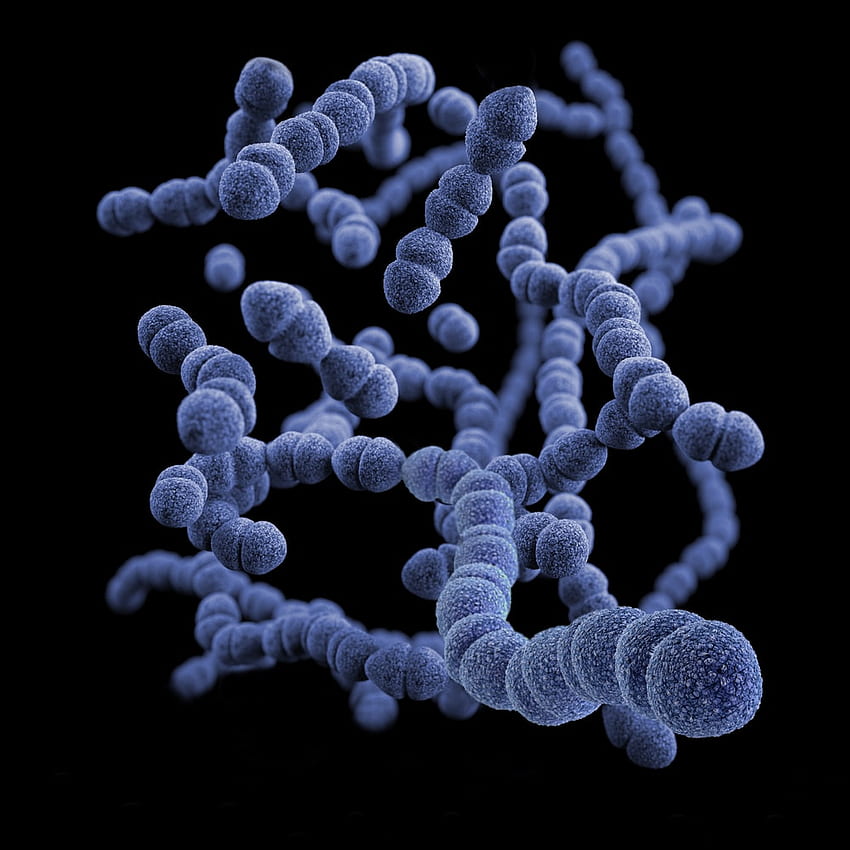 細菌[]、細菌 HD電話の壁紙
