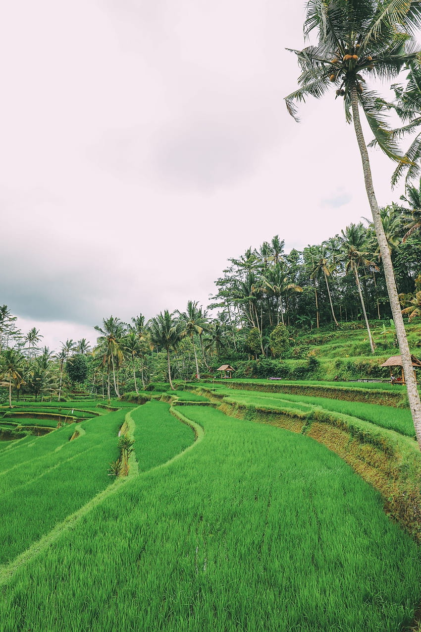 Bali Travel – оризова тераса Tegalalang в Убуд и храм Gunung Kawi, оризови полета, Бали, Индонезия HD тапет за телефон