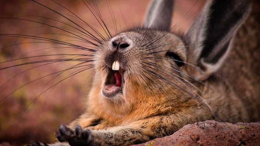Wild rabbit yawns and - HD wallpaper