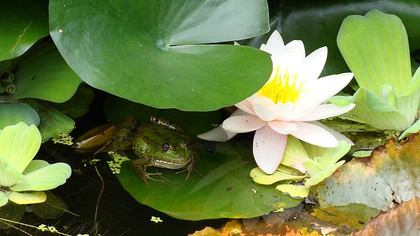 katak di daun teratai, katak, alas, bunga, bunga bakung Wallpaper HD