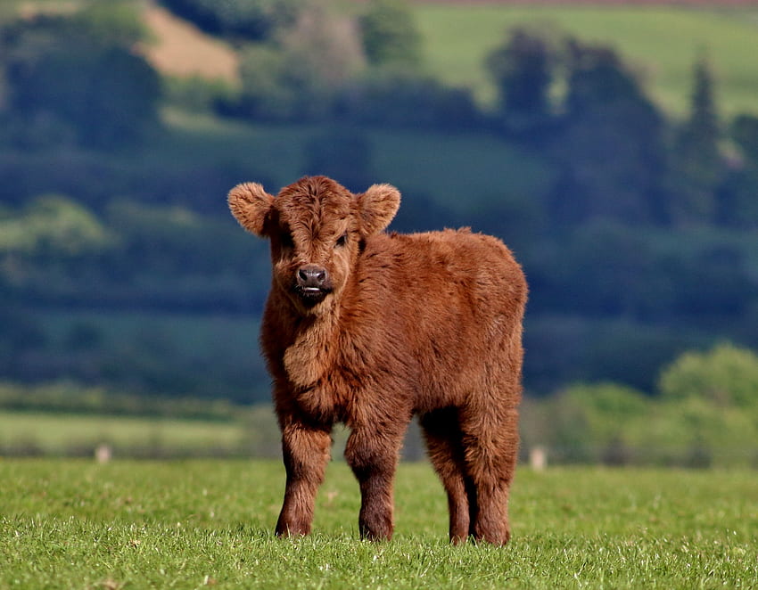 Animals, Grass, Fluffy, Calf, Cow HD wallpaper