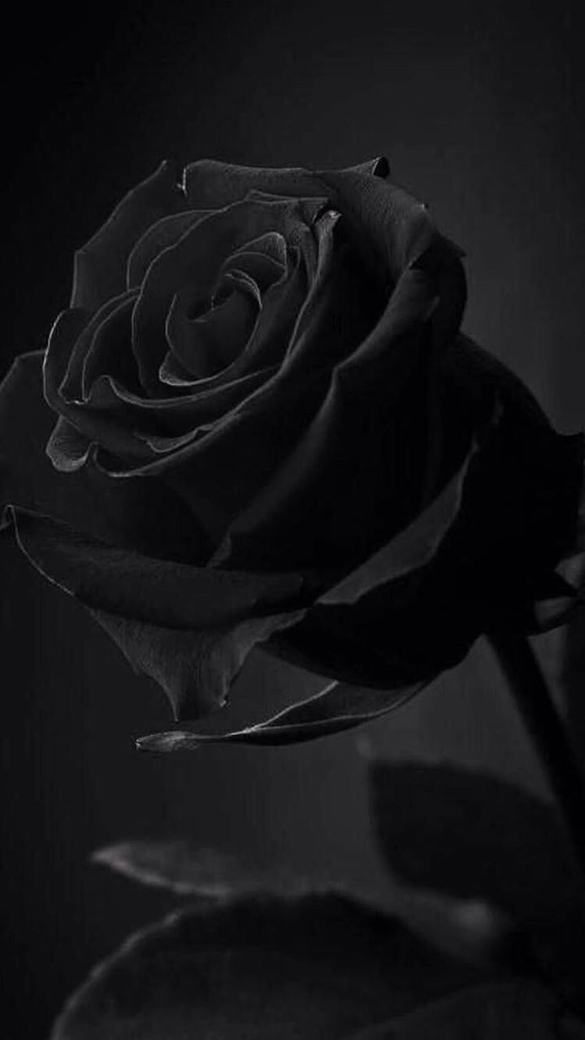 black rose  Black rose flower Black rose Dark black wallpaper