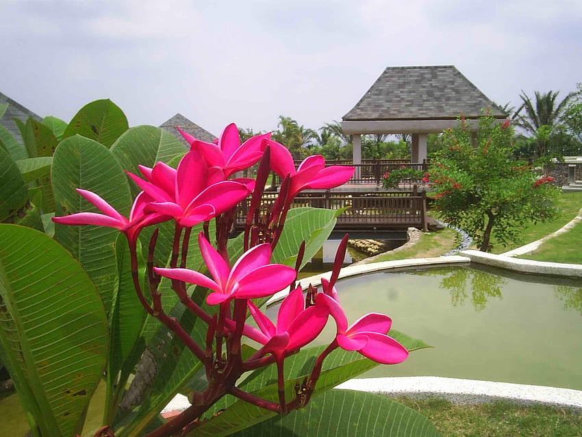 Swimming Garden Tropical Plam Deep Trees Pink Flowers Relaxing Pool, Cute Nature HD wallpaper