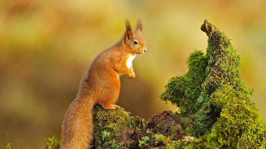 A large red squirrel sits on a mossy snag HD wallpaper