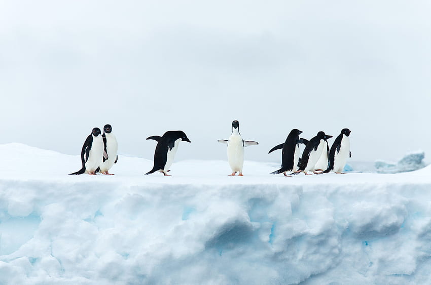 Най-добър пингвин [], Сладък пингвин HD тапет