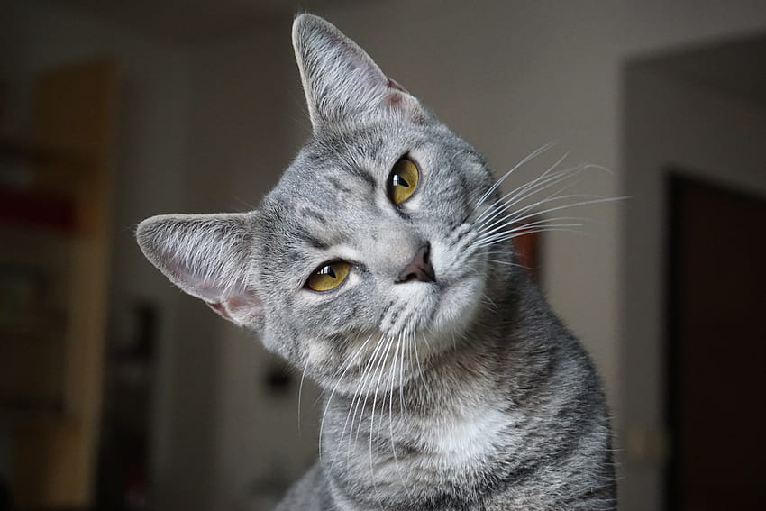 Feline, gray, fur, cat, muzzle HD wallpaper
