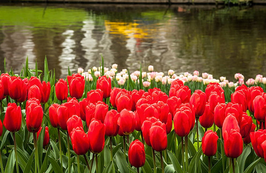 Cluster von Tulpen in Rot und Weiß, Wasser, Frühling, Blüten, Fluss, Landschaft, Park HD-Hintergrundbild