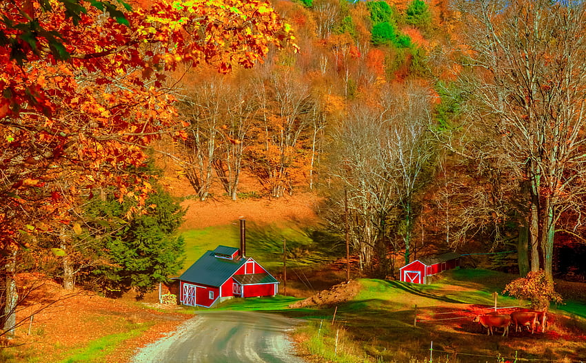 A Vermont farm in autumn, Vermont, hills, fall, farm, beautiful, cows, rural, pretty, trees, road, village, foliage HD wallpaper