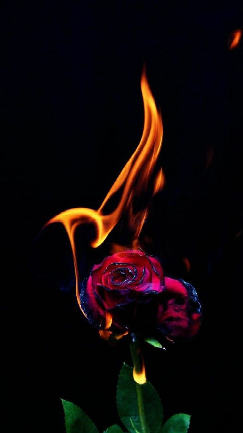 Огнена роза, огнена роза, роза огън HD тапет за телефон
